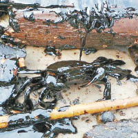 連海邊的螃蟹都染滿油污。（互聯網圖片）