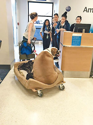 癡肥犬漢克在機場引起哄動。（互聯網圖片）