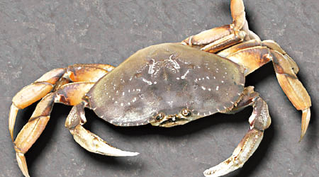加州當局禁捕首長黃道蟹。（互聯網圖片）