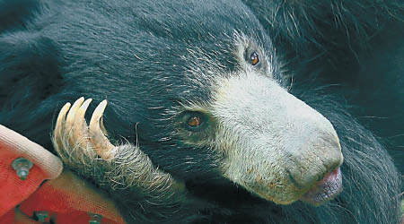 科學家指懶熊懂利用遊客善心，相當狡猾。