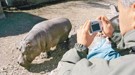 楊基原本是動物園的明星。（互聯網圖片）