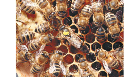研究發現，史前人類已學會養蜂來採集蜂蜜。（資料圖片）