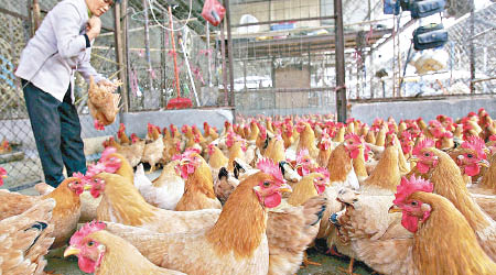 有中國雞隻被發現有高抗藥性的細菌基因。（資料圖片）