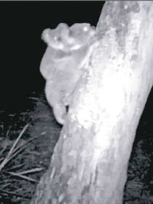 閉路電視拍下樹熊咬樹皮的畫面。