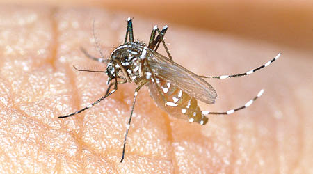 由蚊傳播的寨卡病毒是小頭畸形的成因。