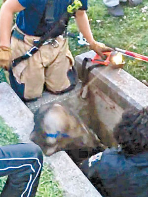 消防員成功救出狗狗曲奇。（互聯網圖片）