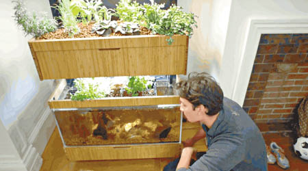 室內生態菜園兼魚池系統。
