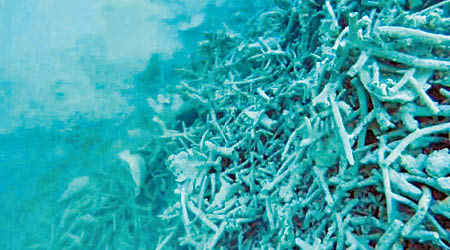 海床上滿布破碎的珊瑚殘骸。（互聯網圖片）