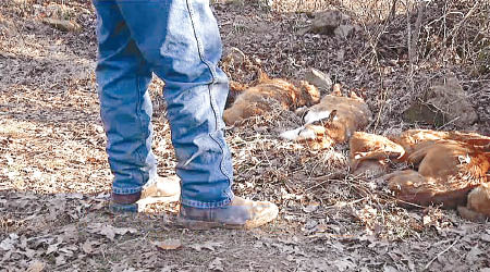 多隻狗於森林內被屠殺。（互聯網圖片）