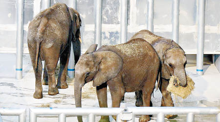 津巴布韋有意繼續向中國出口大象。