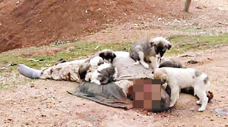 有死去IS成員的屍體遭狗隻噬食。（互聯網圖片）