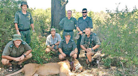 獸醫團隊成功拯救受傷的雄獅。（互聯網圖片）