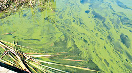 專家發現湖水中藻類所釋放的毒素，或是誘發早老性癡呆症的元兇之一。