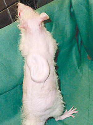 專家在老鼠身上培育出人類耳殼軟骨。（互聯網圖片）