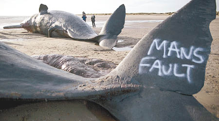 抹香鯨屍體。（互聯網圖片）