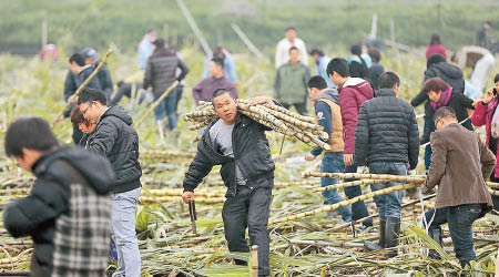 大批民眾忙着在田裏割蔗。（互聯網圖片）