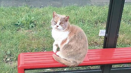 米西是當地著名的貓站長。（互聯網圖片）