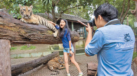 十大殘忍野生動物旅遊項目<BR>1.跟老虎合照<br>幼虎出生不久便要離開母親，成為人類拍照的「道具」，每天長時間被鎖着，供人又抱又親。