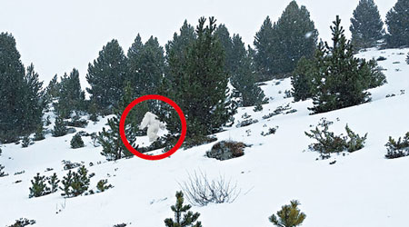 片段可見一個白色人形生物穿梭樹間（紅圈示）。