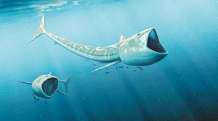 巨嘴硬骨魚能吸食大量海水中的浮游生物。（互聯網圖片）