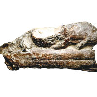 化石紀錄有助學界增加對巨嘴硬骨魚的認知。（互聯網圖片）