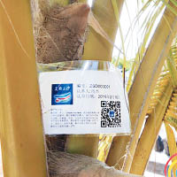 三沙市委書記肖杰認養的椰子樹。
