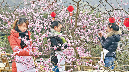 工作人員在樹枝上綁上假桃花。（互聯網圖片）