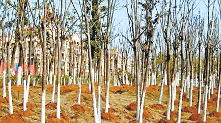 蘇榮任職江西省委書記時主導的造林工程涉腐敗問題。（資料圖片）