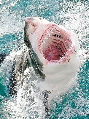 鯊魚的牙齒可以「無限再生」。（資料圖片）