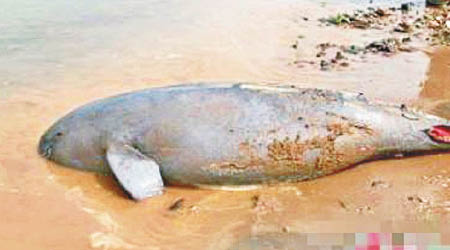 長江江豚面臨滅絕危機。