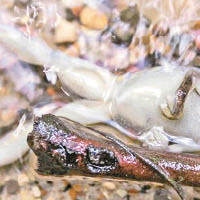 有青蛙抵受不住熱河的高溫而死。（互聯網圖片）