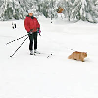 貓貓杰斯珀拉着主人滑雪。