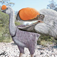 Dromornis murrayi（互聯網圖片）