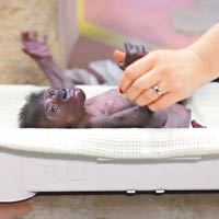 大猩猩寶寶健康良好。（互聯網圖片）