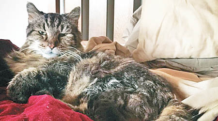 科爾迪羅伊獲健力士世界紀錄認證為全球最老貓。（互聯網圖片）