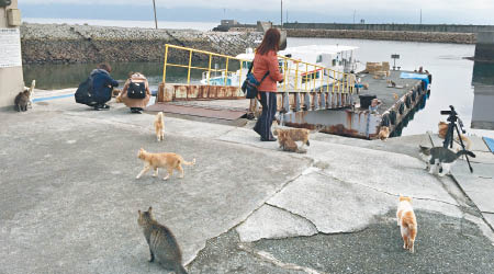 日本「貓島」一度出現糧荒，需向外求助。（讀者提供）