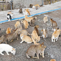 島上有逾百隻貓居住。（讀者提供）