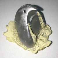 鳥嘴由3D打印技術製成。（互聯網圖片）