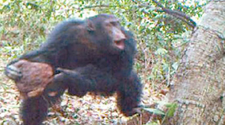 黑猩猩會用石塊敲擊樹幹。（互聯網圖片）