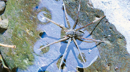 Dolomedes briangreenei