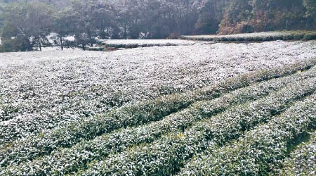 浙江三月飄雪，不少茶園被「凍傷」。（互聯網圖片）