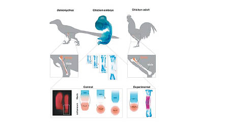 恐龍（左）與雞（右）的腓骨比較。（智利大學圖片）