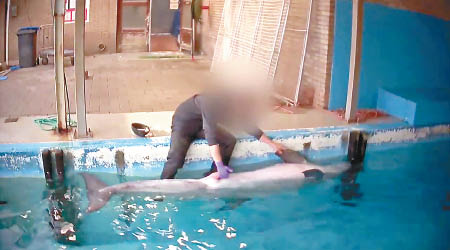 訓練員被拍到撫摸海豚的性器官。（互聯網圖片）