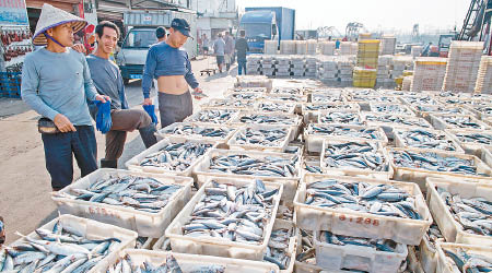 中國對海鮮需求急升。圖為大量海鮮被運到廣西漁會大港。（中新社圖片）