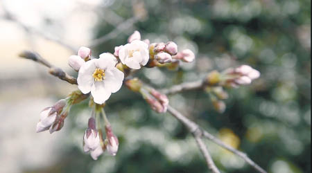 福岡市的櫻花綻放。（互聯網圖片）