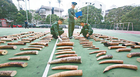 珠海邊防支隊查獲逾二百塊走私象牙。（互聯網圖片）