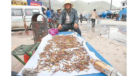 青海的蟲草產業正面臨寒冬。