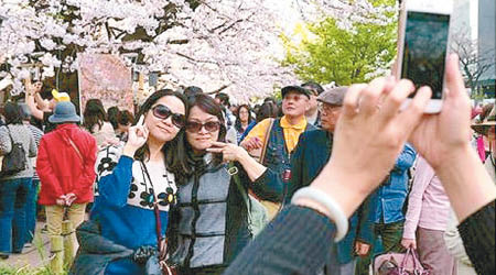 每年有大批中國遊客到日本賞櫻。（資料圖片）
