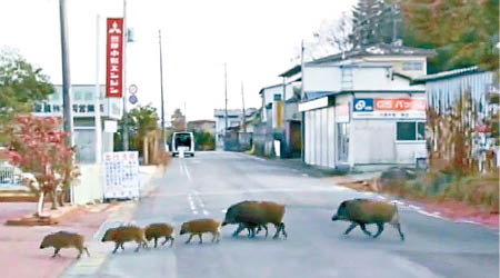 有人拍攝到福島核災區有成群野豬出沒。（互聯網圖片）