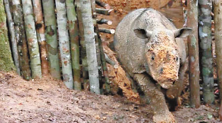 保育人士將被困的犀牛救出。（WWF圖片）